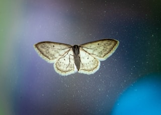 beige and gray moth