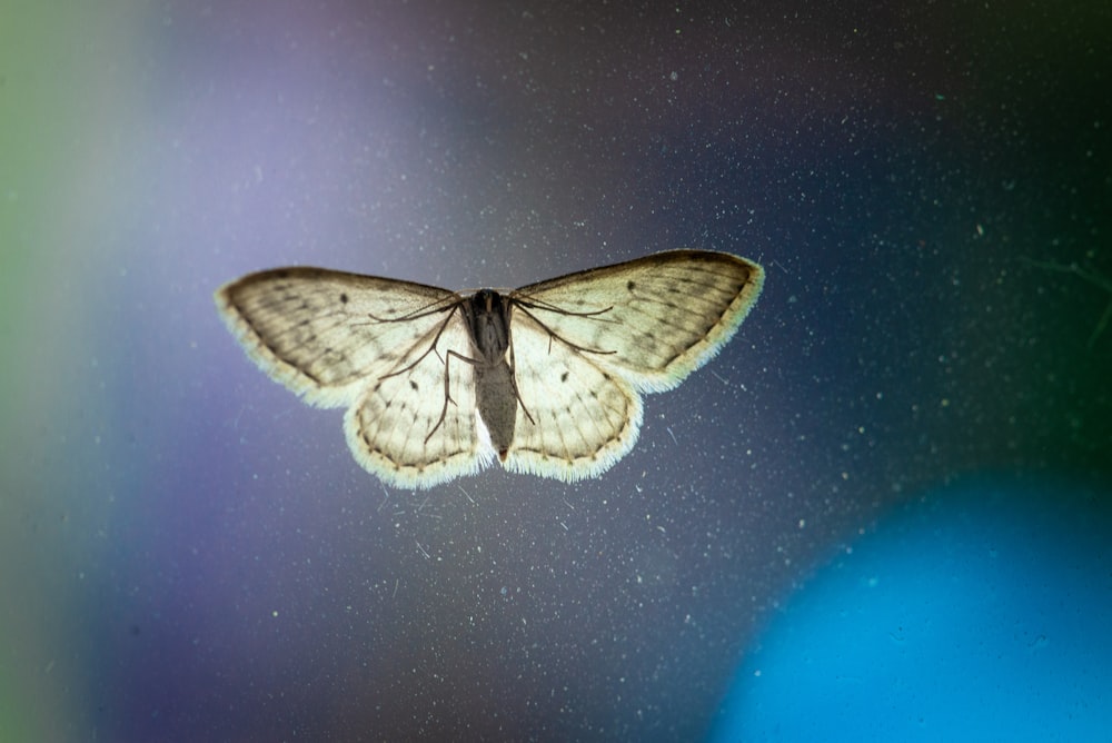 beige and gray moth