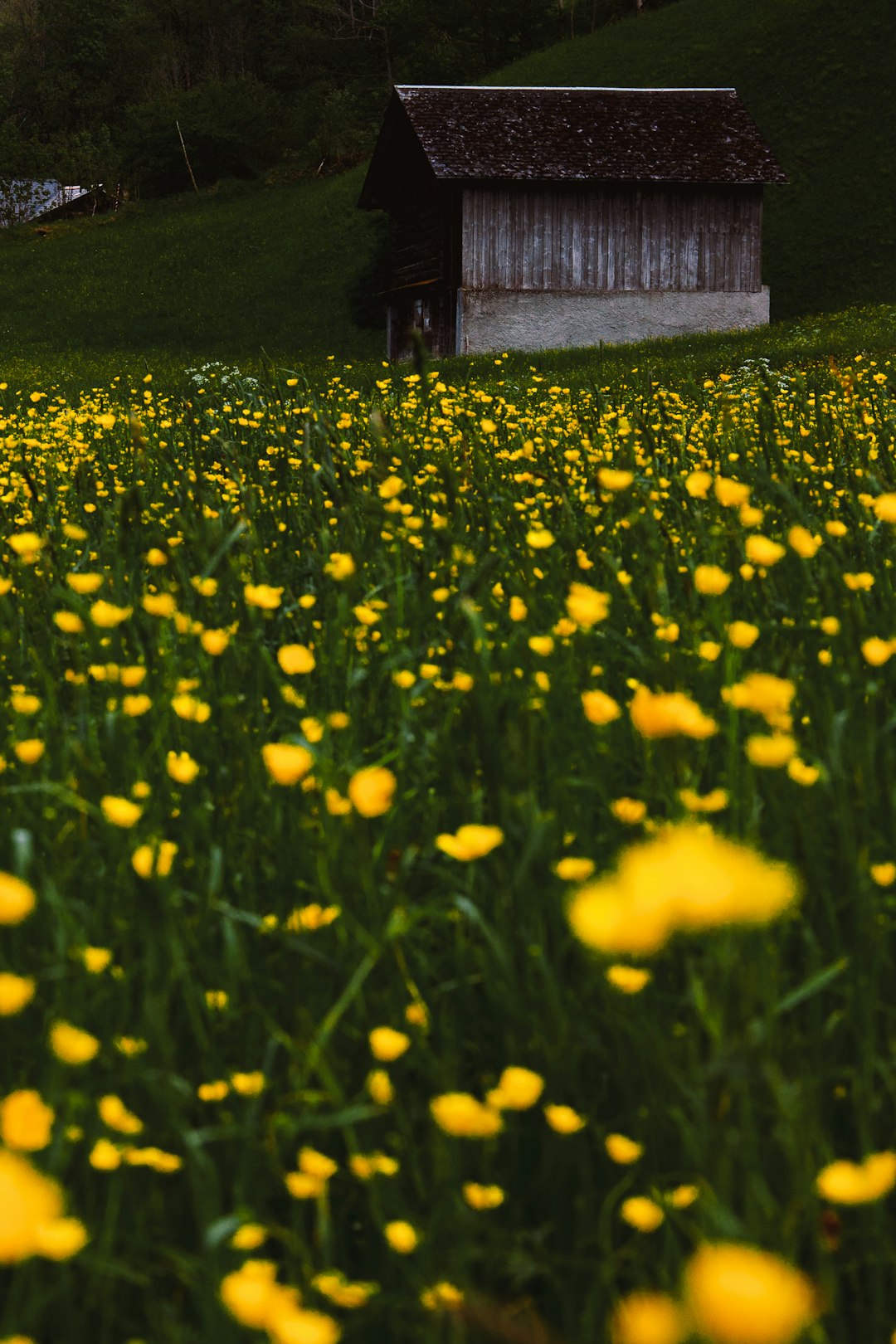 selective focus photography of yellow flowers