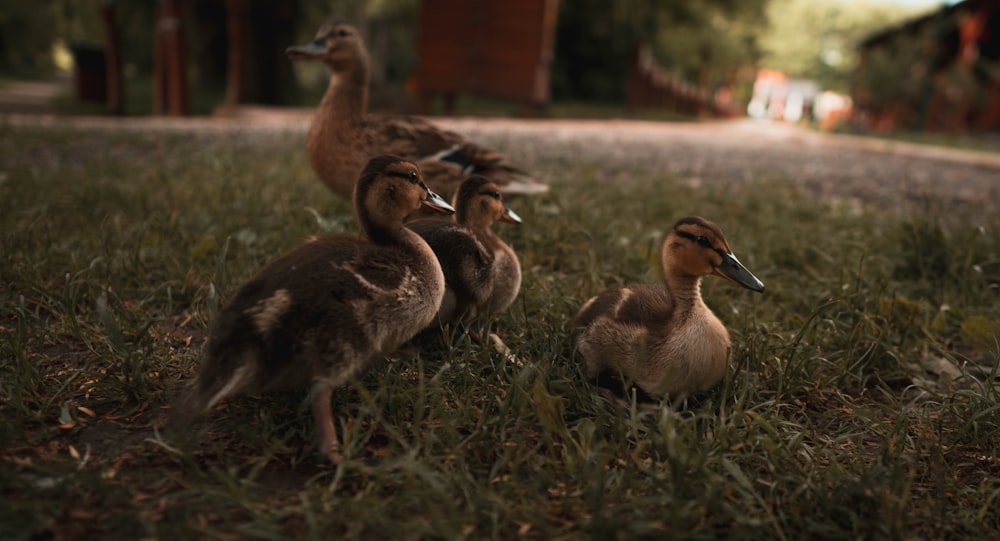 four ducklings in green grass