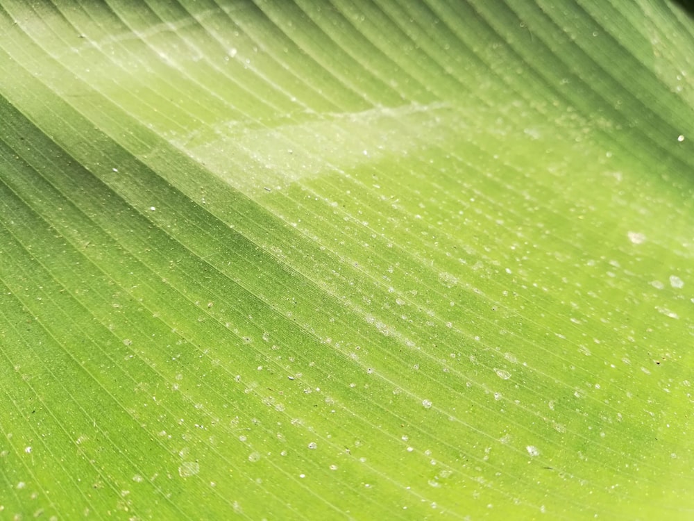 macro photo of green leaf