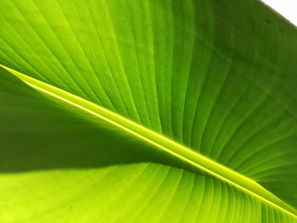 green leaf