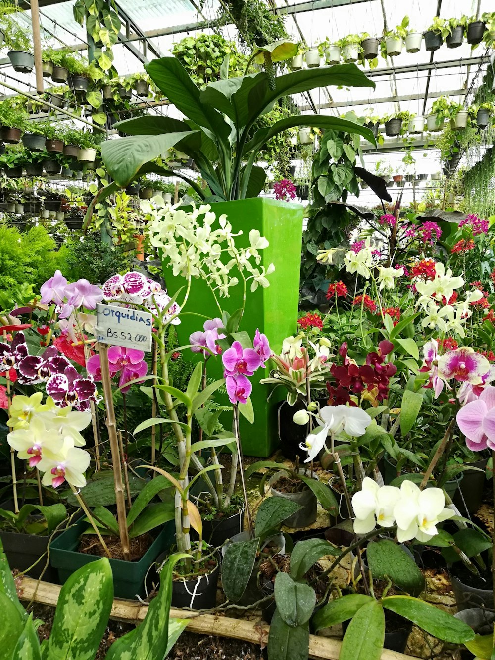 orchids inside greenhouse
