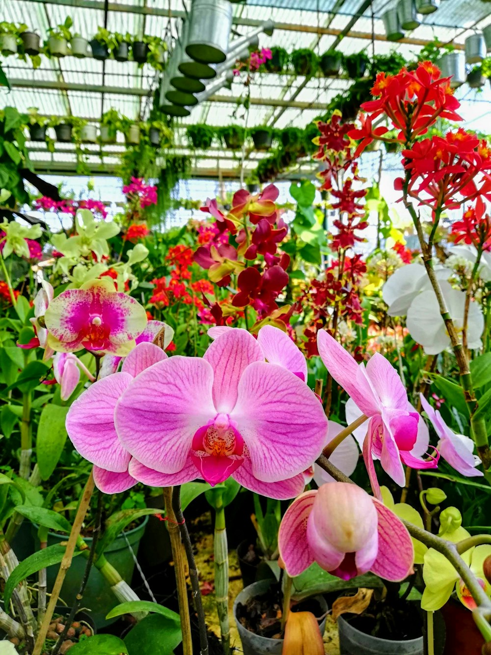 pink moth orchid