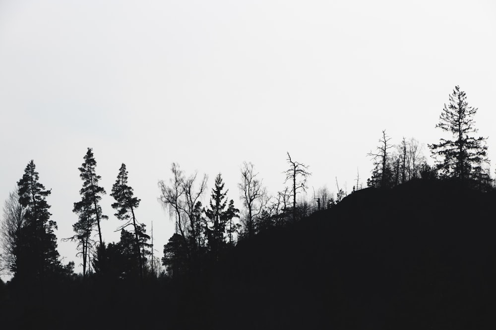 silhouette photography of trees