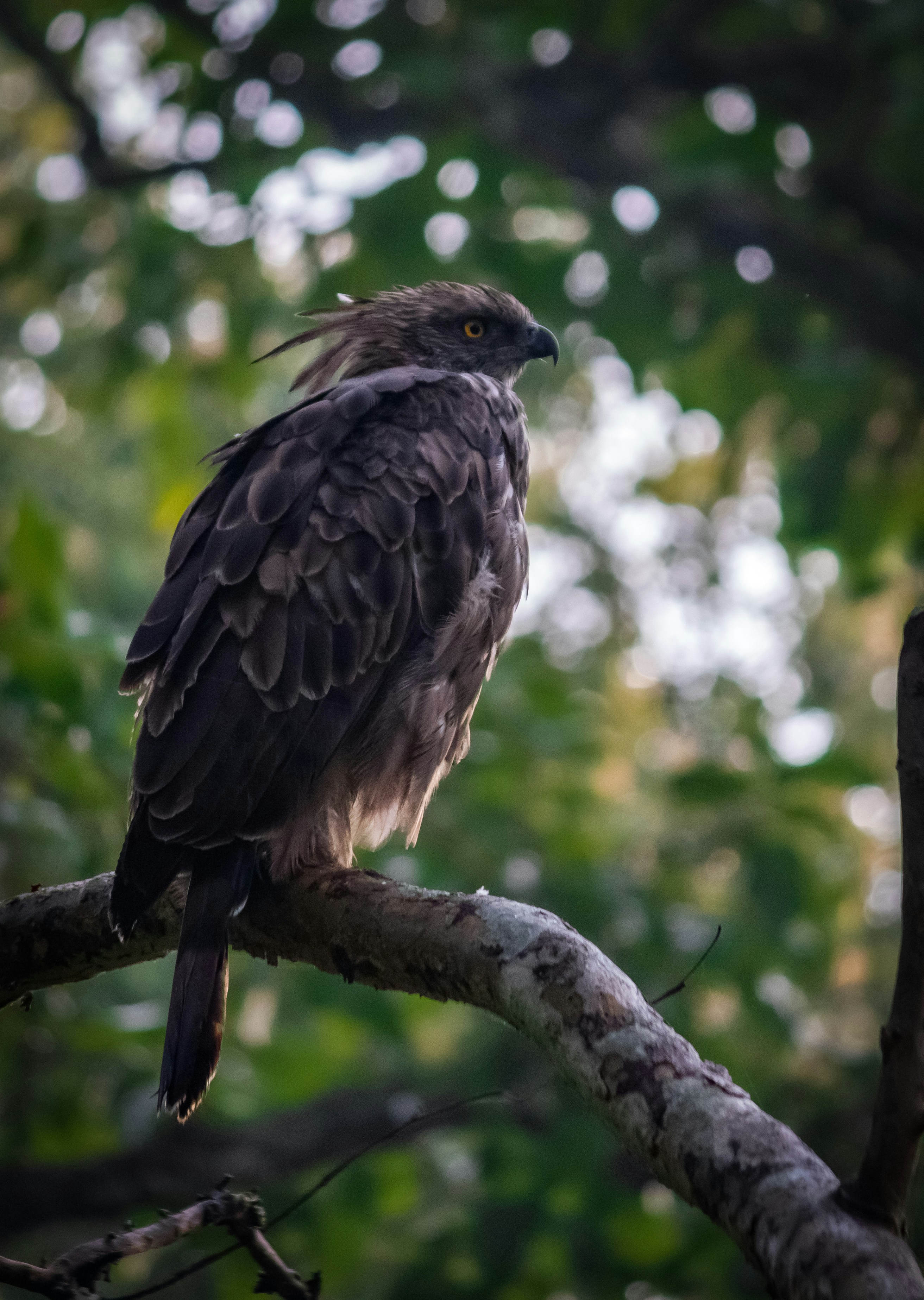 Photo by pratyushonkar