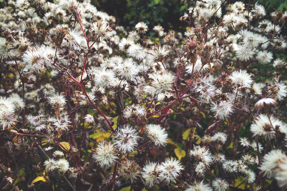 white-petaled flower