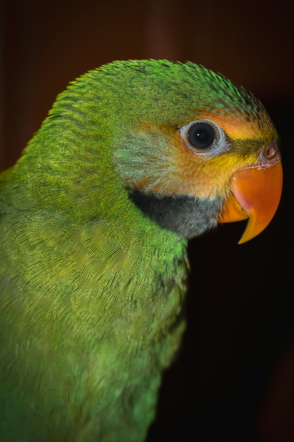 green and yellow bird