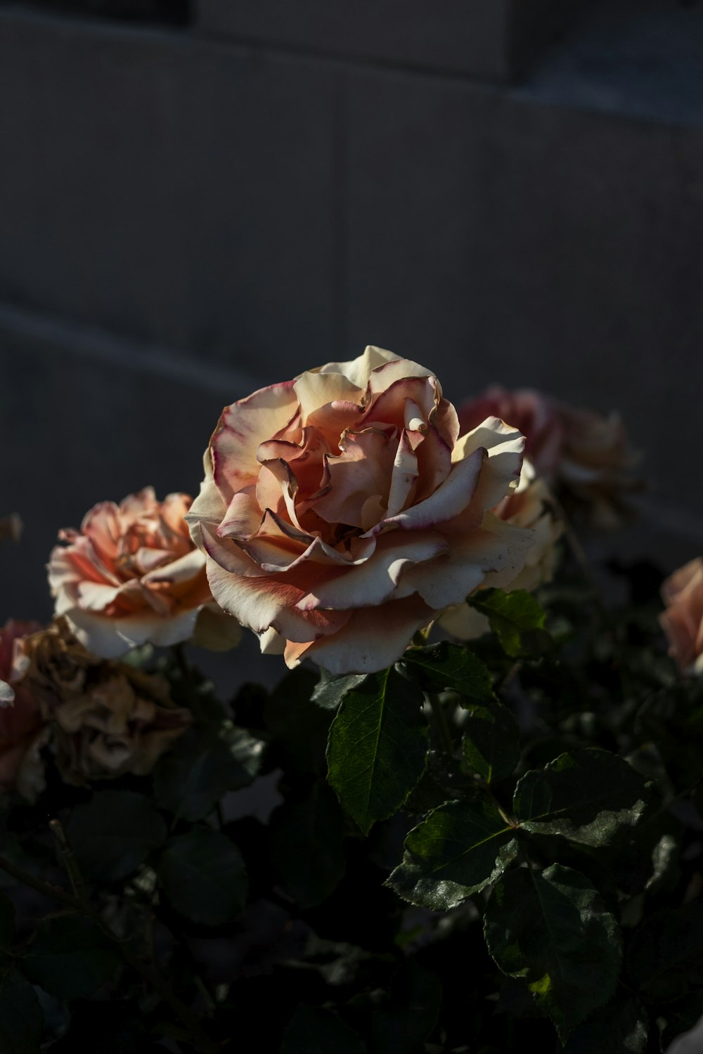 pink flower close-up photo