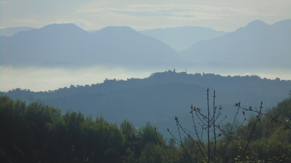 trees on top of mountain