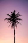 silhouette of palm tree