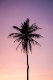 silhouette of palm tree