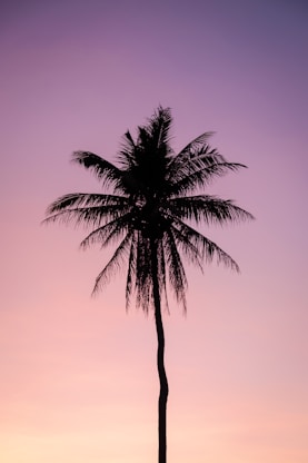 silhouette of palm tree