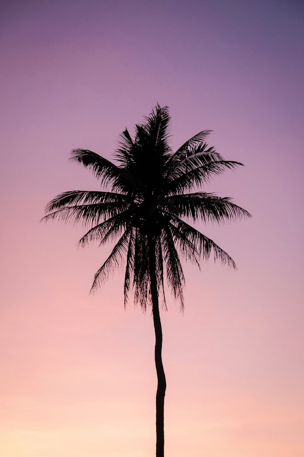 silhouette of palm tree