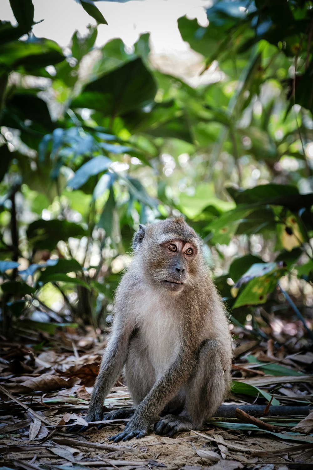 singe gris sur le sol