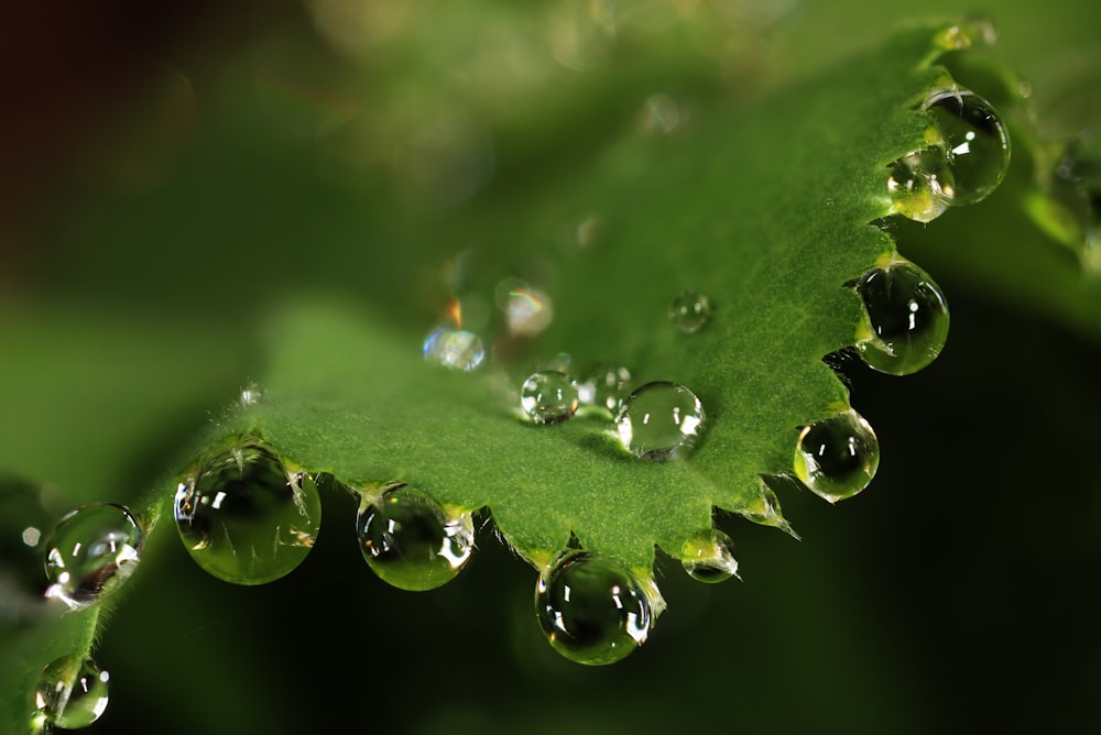 water dews on leaf