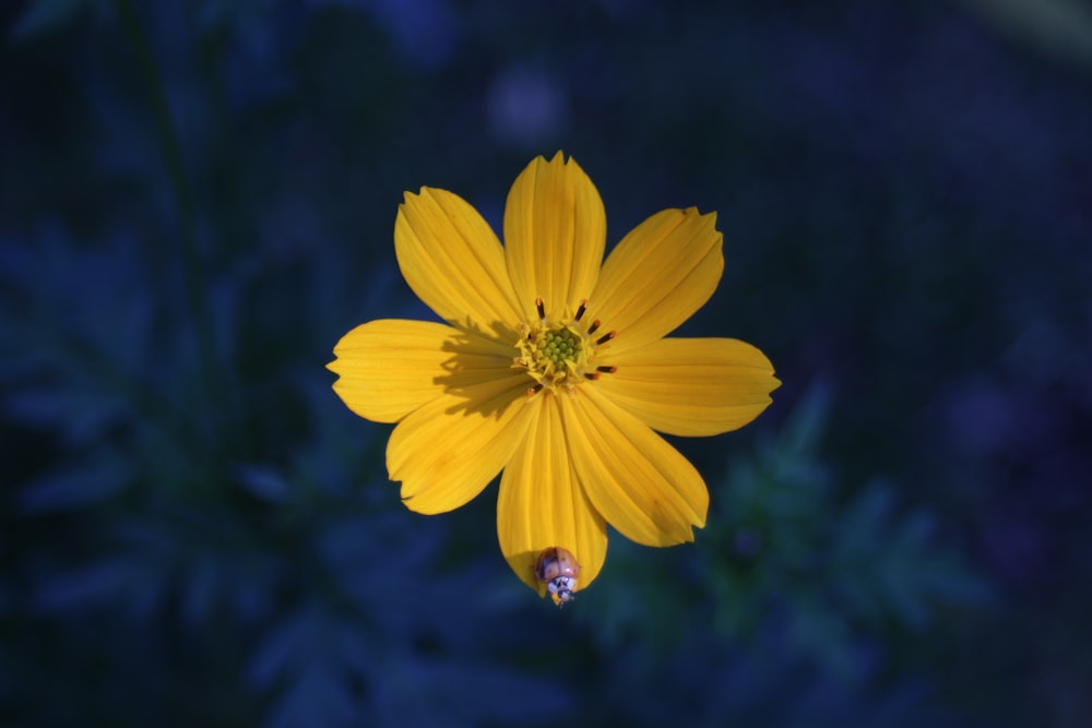 yellow petaled flower