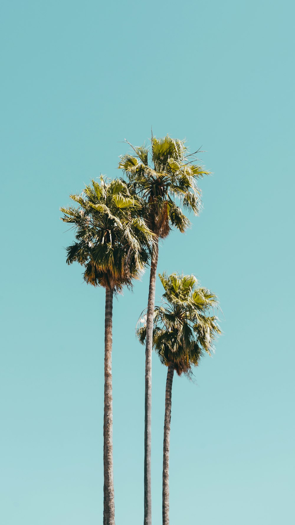 three coconut trees