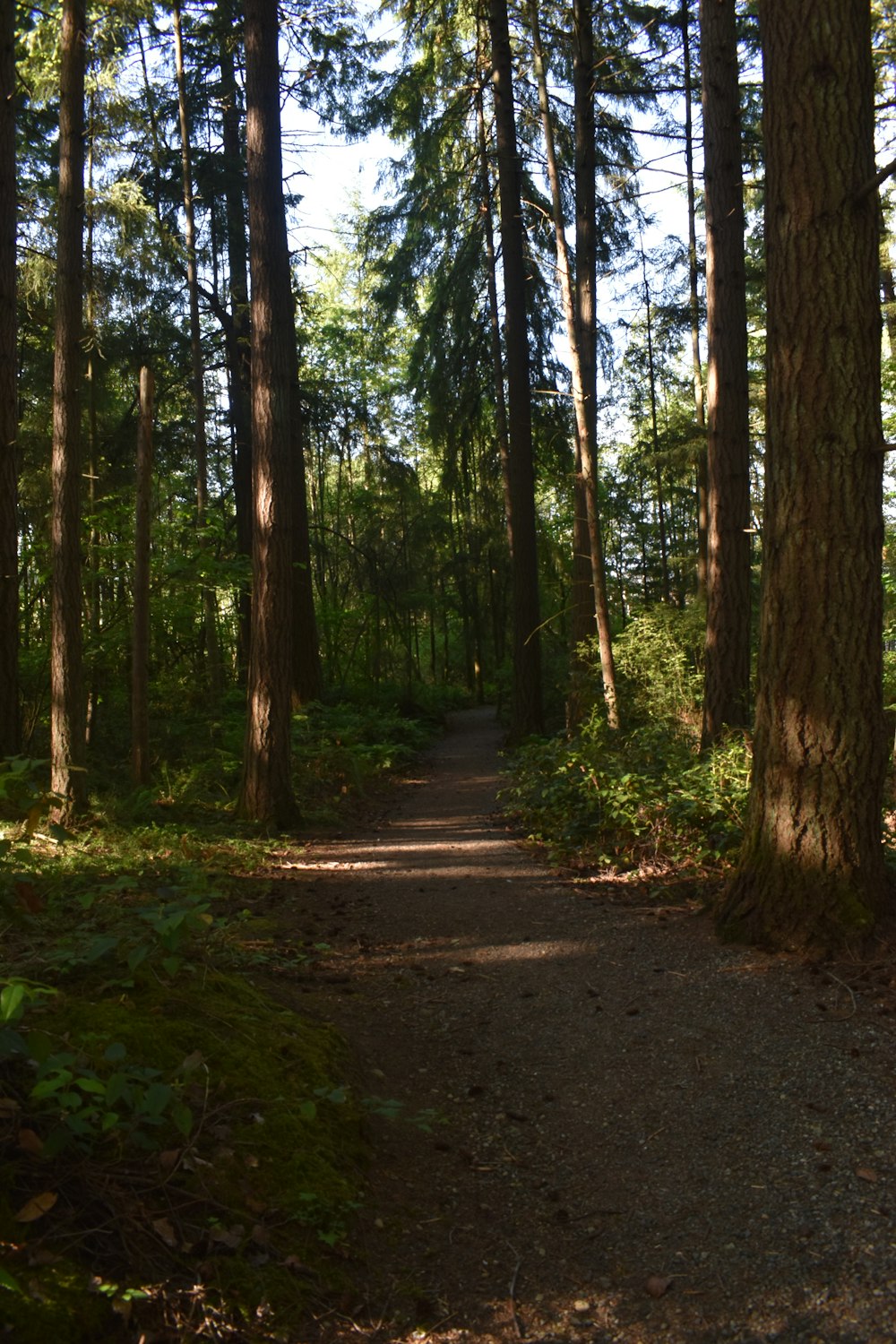 forest during daytime