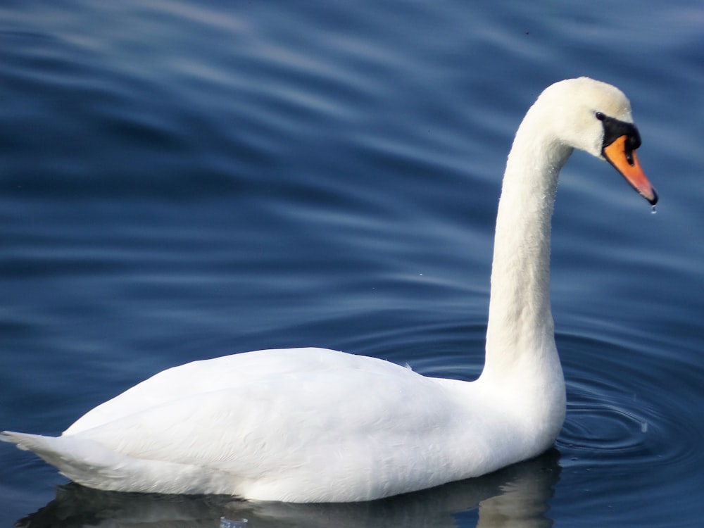 white duck on water