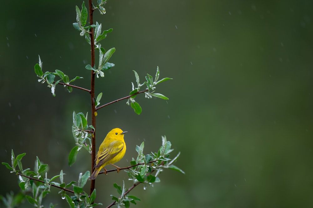 gelber Vogel auf Baum