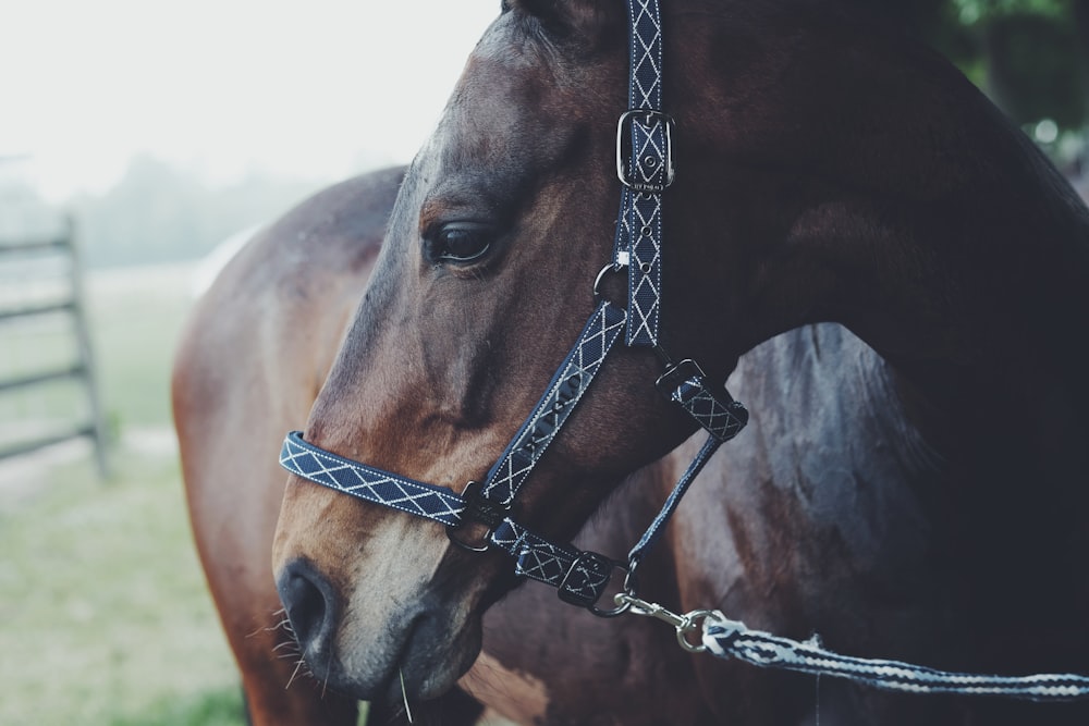 leashed brown horse