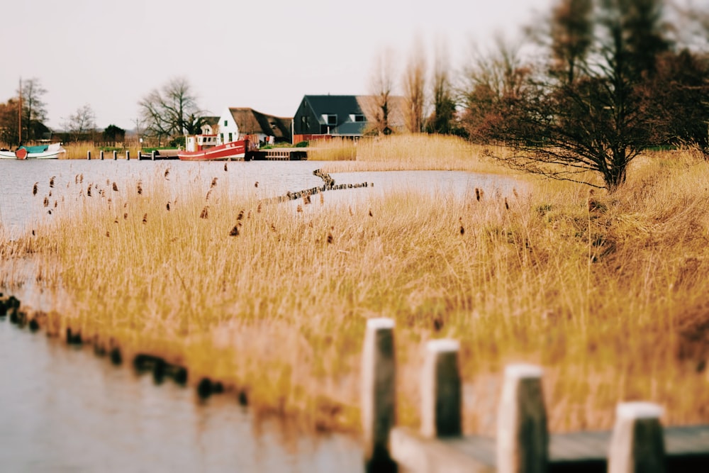 brown grass beside body of water