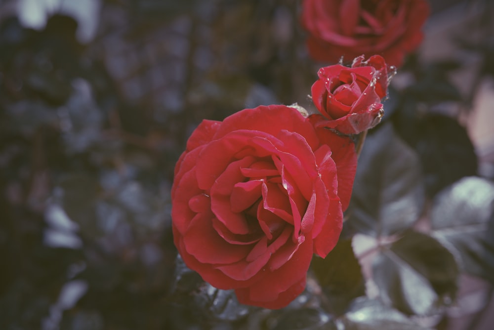 red roses