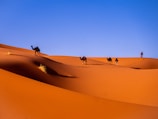 camels in a desert