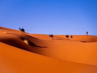 camels in a desert