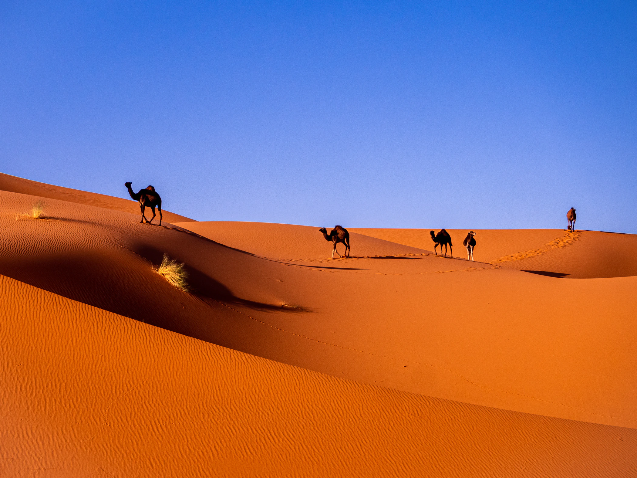 Camel caravan crossing the dunes near Merzouga
