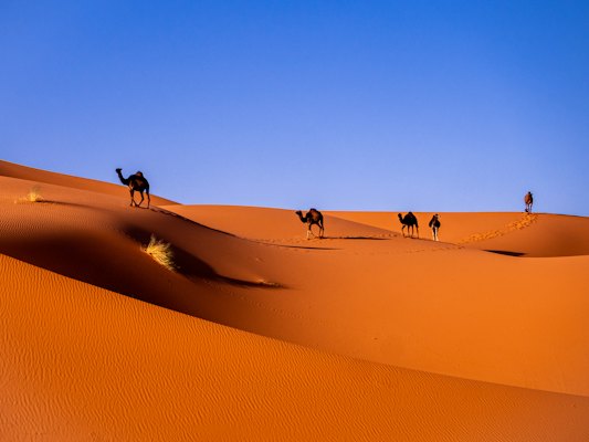Camels in a desert — Merzouga & the Sahara, Morocco