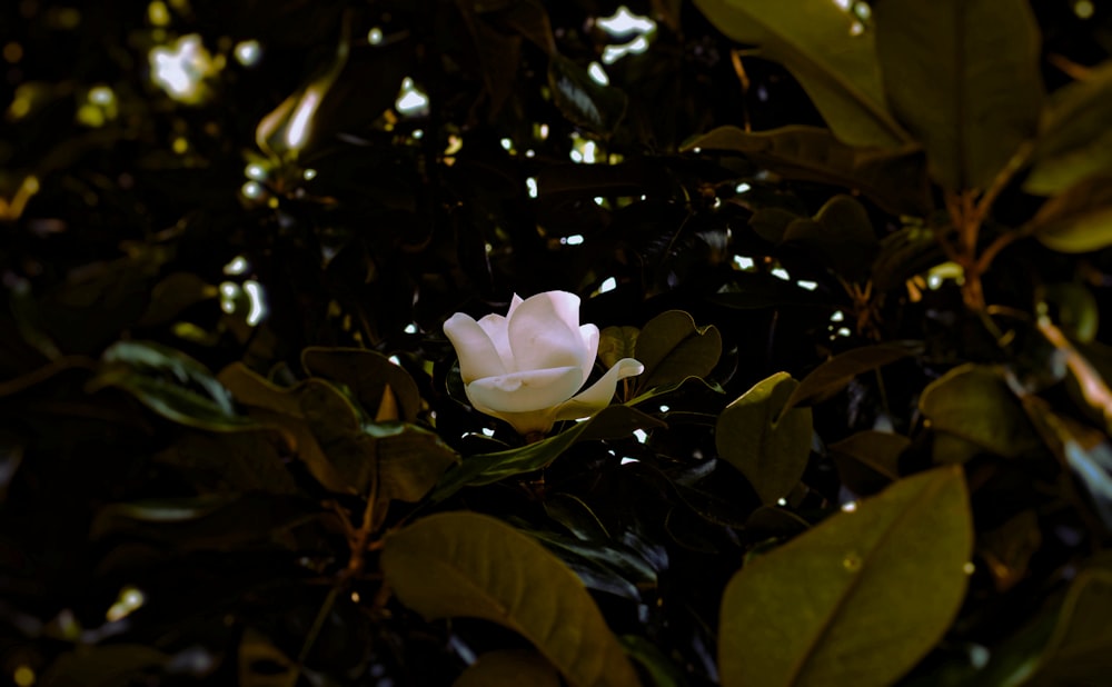 white magnolia flower