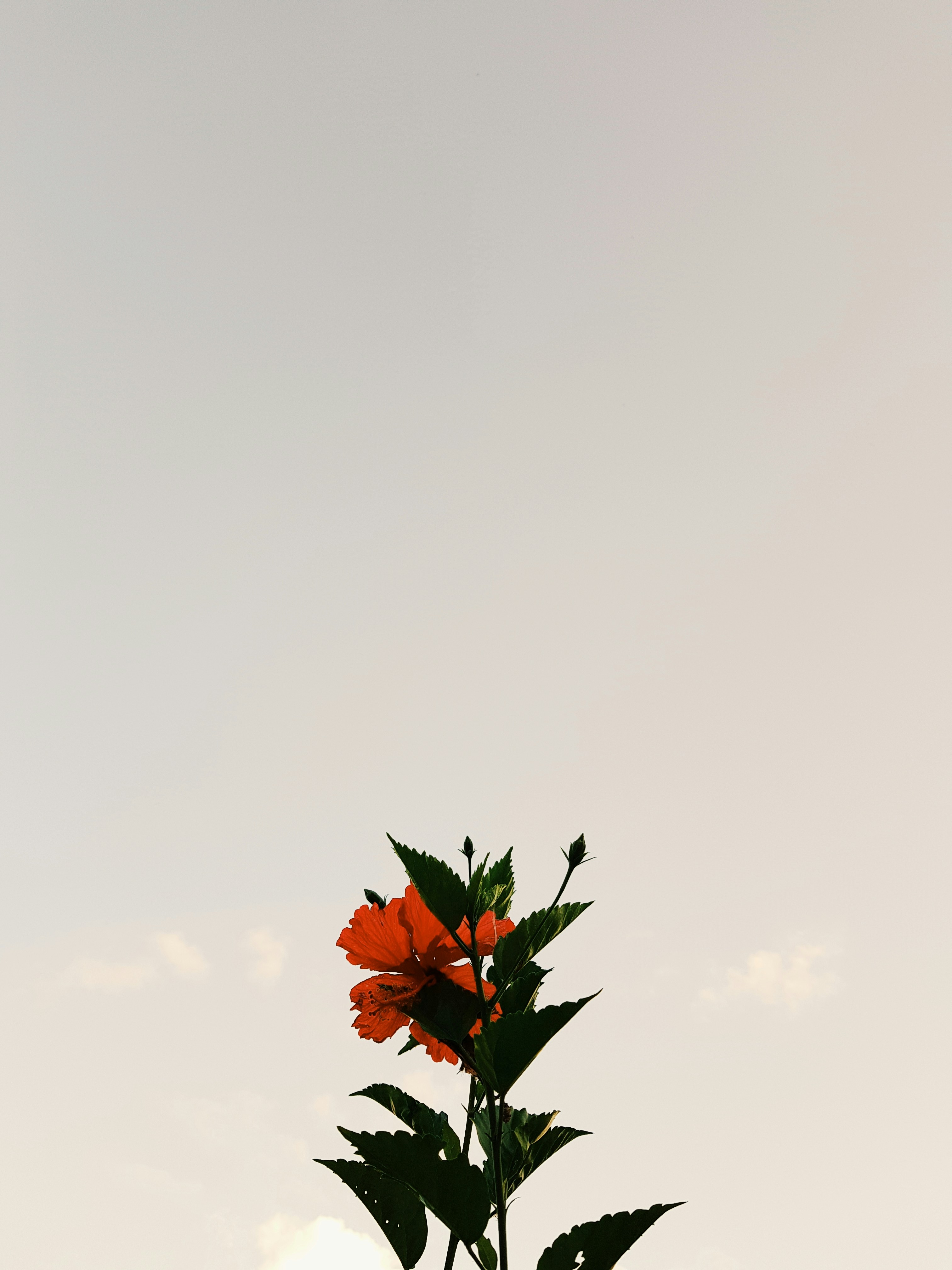 オレンジ色の花びらの下の写真 Unsplashで見つける花の無料写真