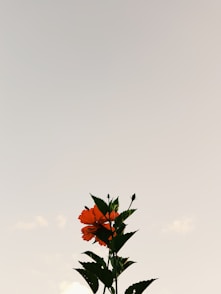 orange petaled lower