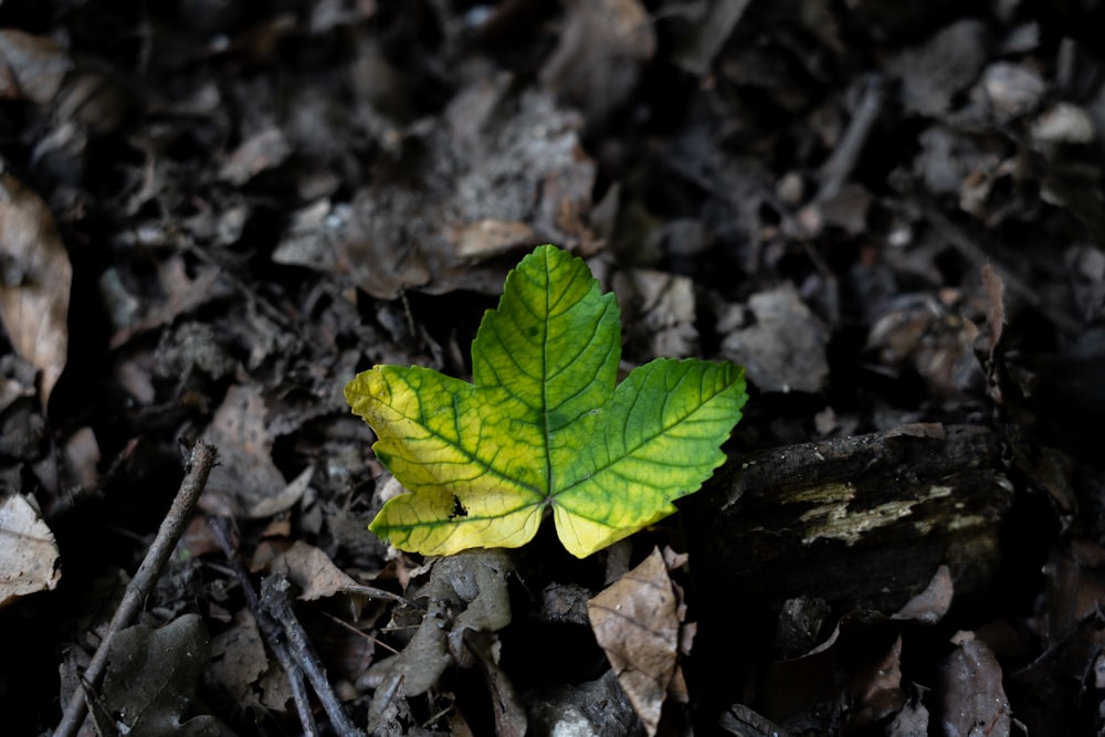 Selektive Farbfotografie von Blättern