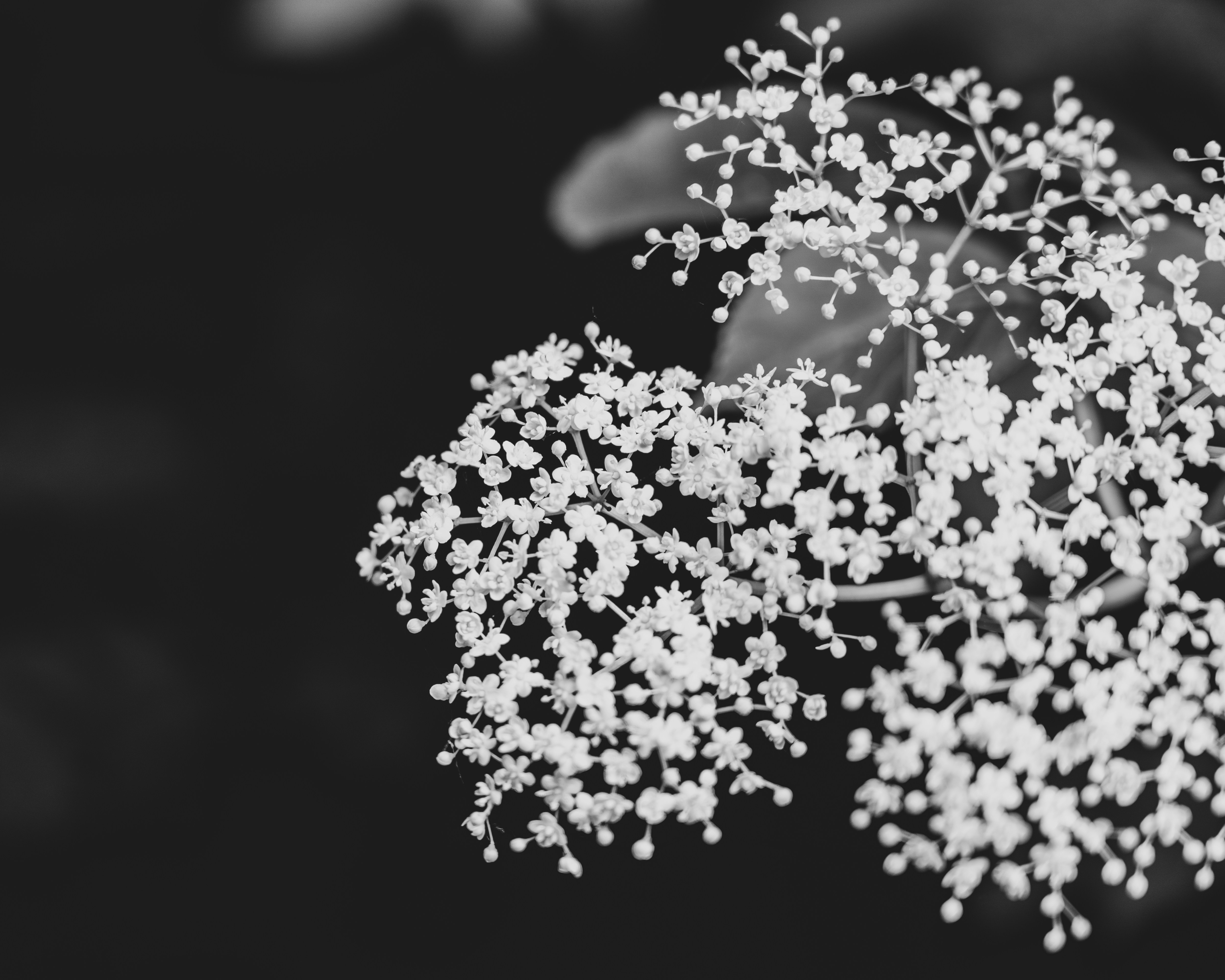 Photo by ballaschottner