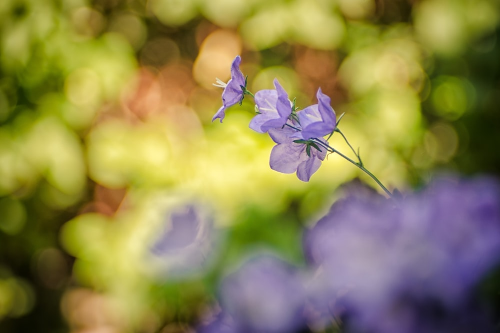 fleurs aux pétales violets
