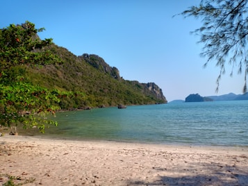 A picturesque coastline featuring a sandy beach bordered by calm, turquoise waters. Dense green vegetation covers the hilly land in the background, suggesting a natural, untouched setting. The sky is clear and blue, with branches of a tree framing the top right corner of the image.