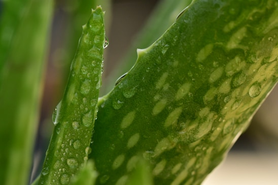 Close-up of fresh aloe vera leaves with droplets of water highlighting their natural texture.