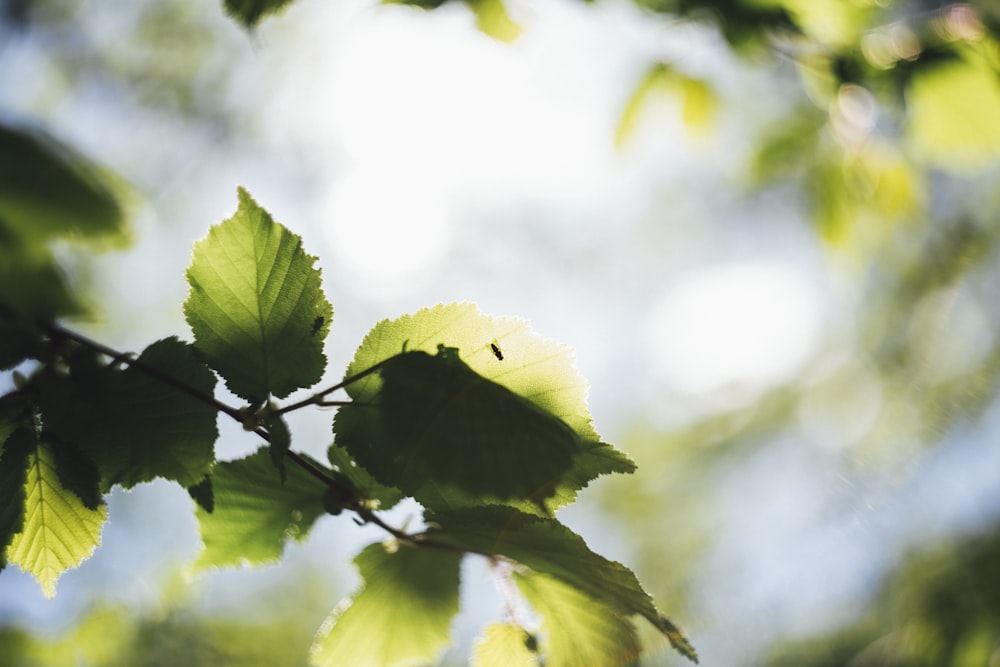 green leaves