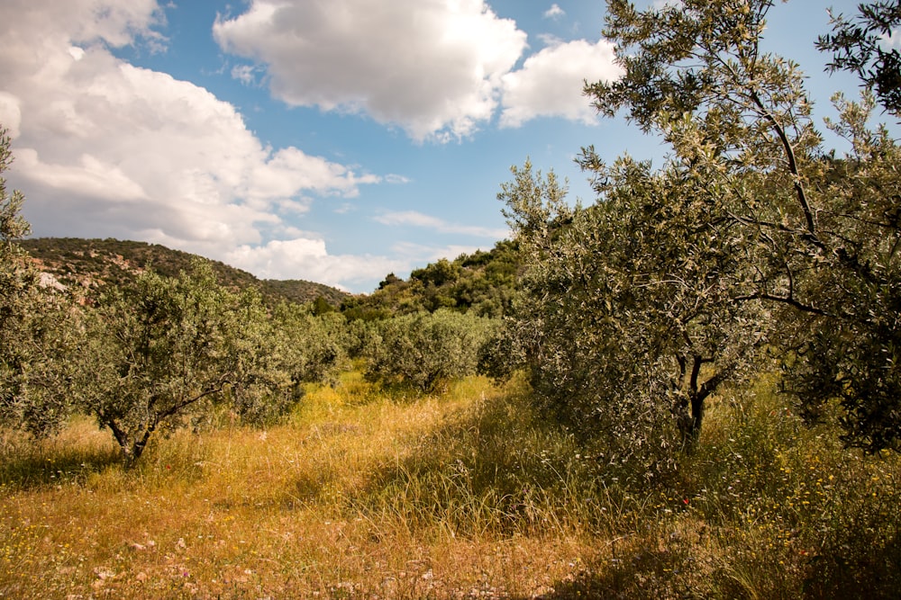 green trees near mountain