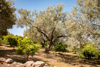 A sunlit olive grove symbolizing steady growth and strong roots.