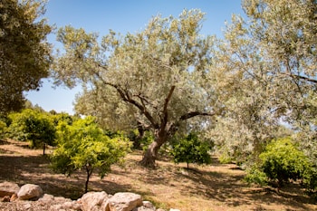 An expansive, olive tree stands majestically in the center of a lush grove. Bright sunlight filters through the dense, green foliage, creating dappled shadows on the ground. Surrounding the main tree are several smaller bushes and plants, indicating a thriving natural environment. The sky is clear with a hint of blue, suggesting a warm, sunny day.