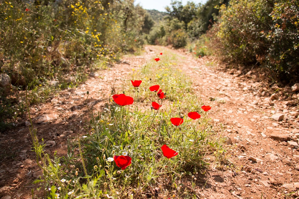 red petaled flowers