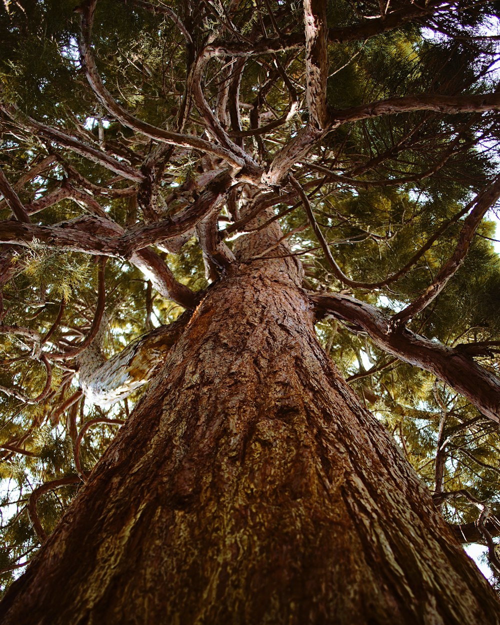 tree trunk