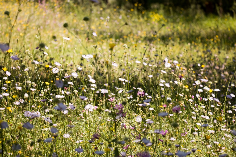 violet and white flowers on a field