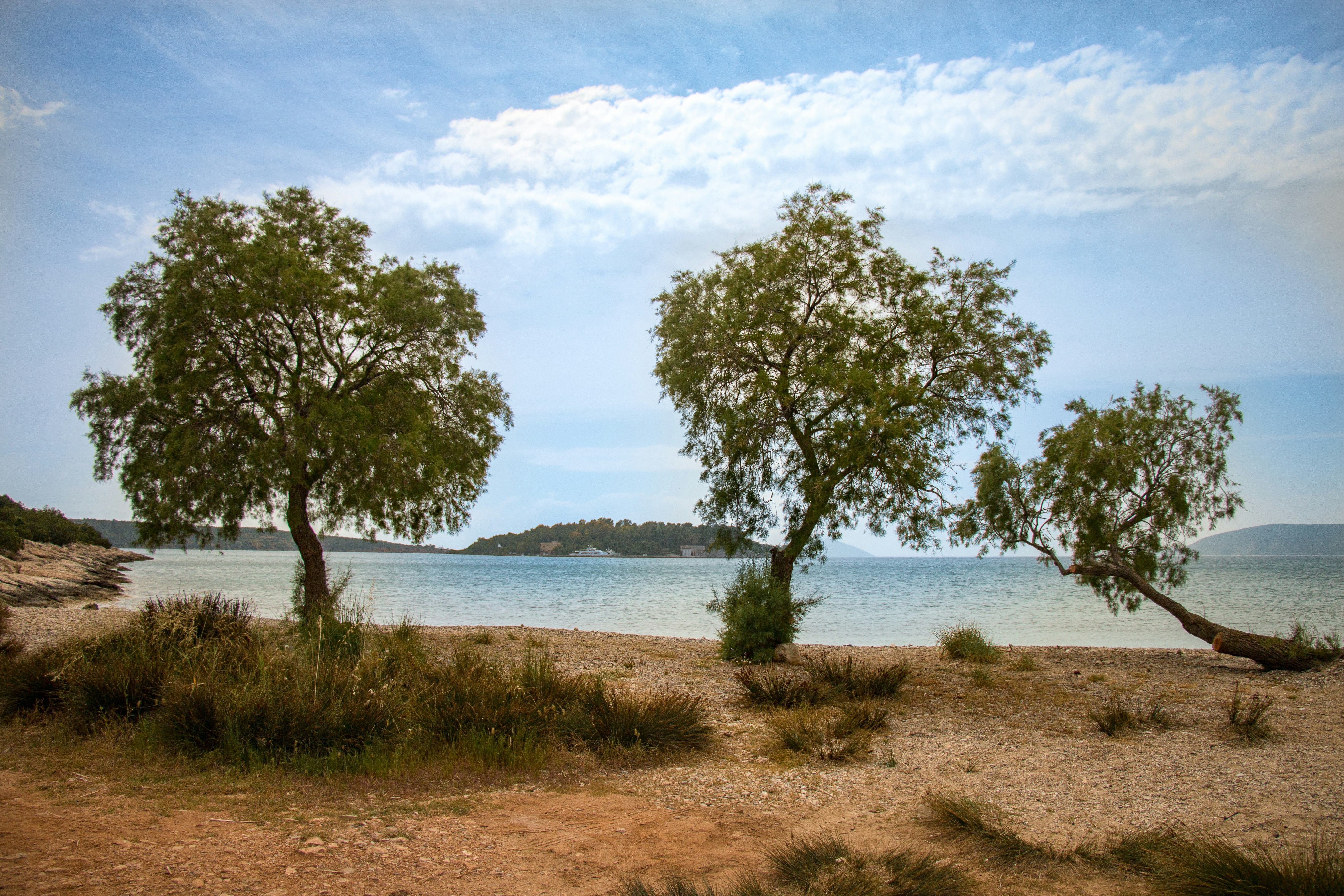green trees beside body of water at daytime