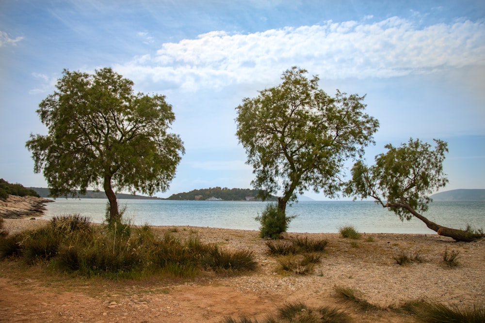 green trees beside body of water at daytime