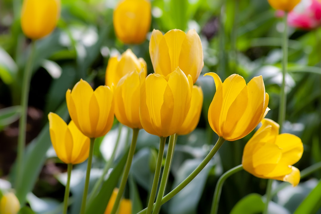 yellow petaled flower